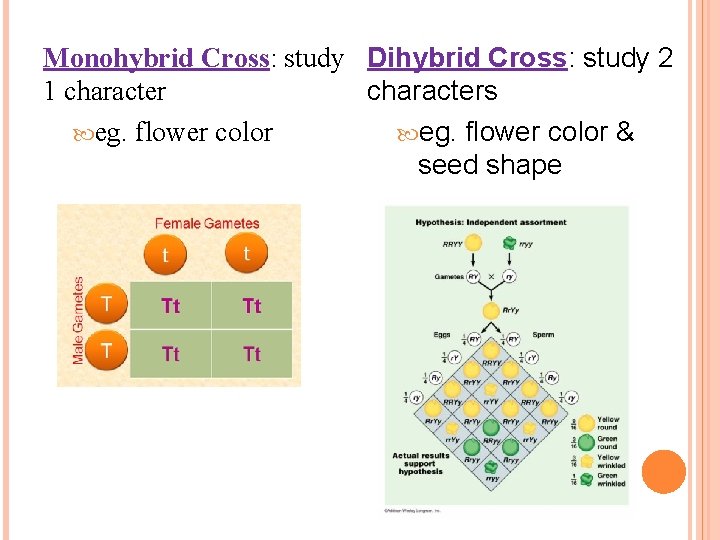 Monohybrid Cross: study Dihybrid Cross: study 2 1 characters eg. flower color & seed