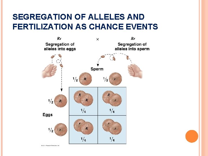 SEGREGATION OF ALLELES AND FERTILIZATION AS CHANCE EVENTS 