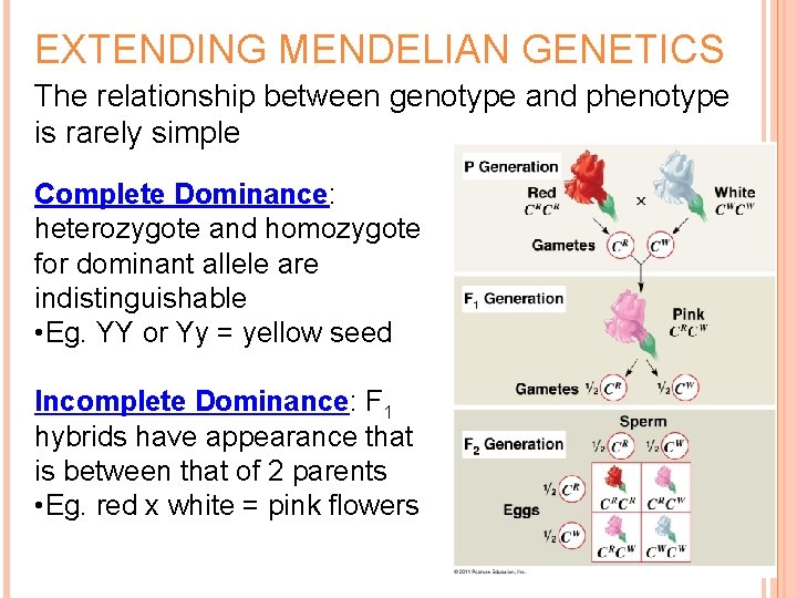 EXTENDING MENDELIAN GENETICS The relationship between genotype and phenotype is rarely simple Complete Dominance: