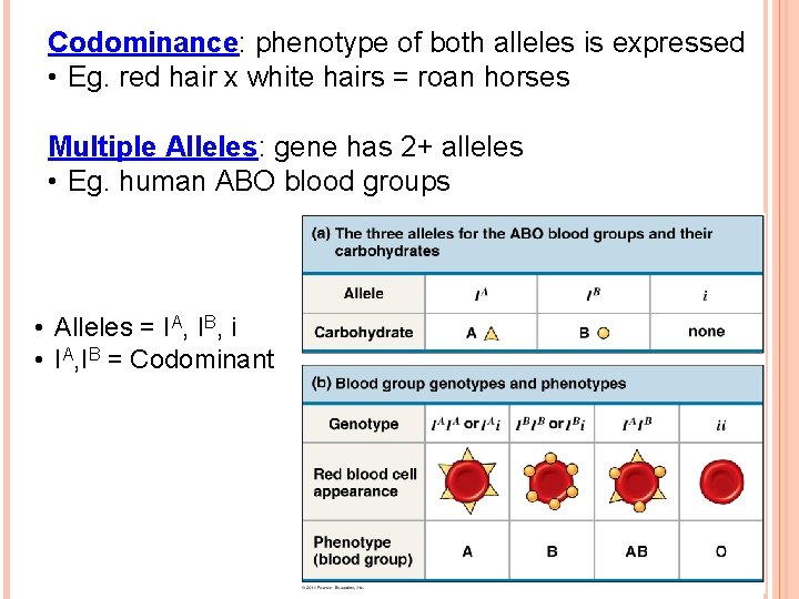 Codominance: phenotype of both alleles is expressed • Eg. red hair x white hairs