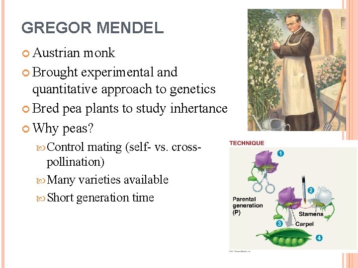 GREGOR MENDEL Austrian monk Brought experimental and quantitative approach to genetics Bred pea plants