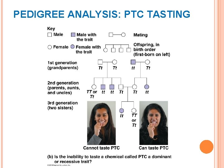 PEDIGREE ANALYSIS: PTC TASTING 