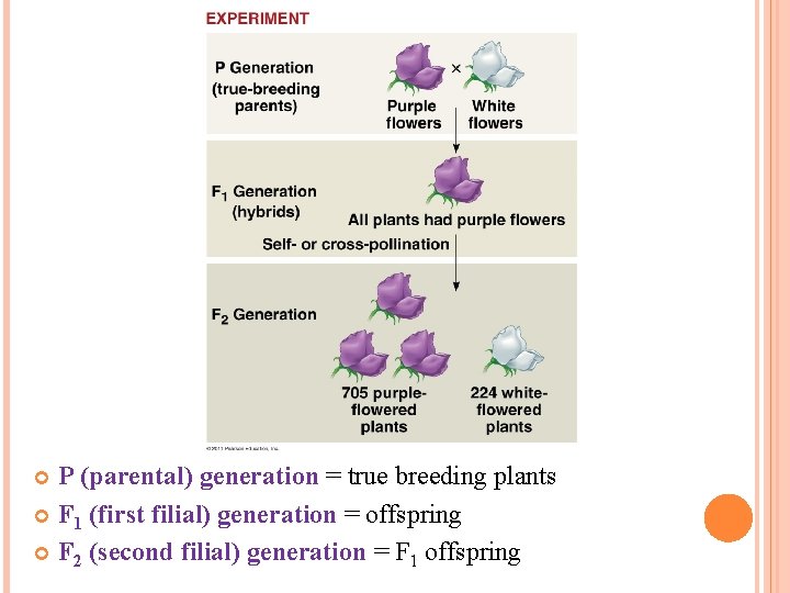 P (parental) generation = true breeding plants F 1 (first filial) generation = offspring