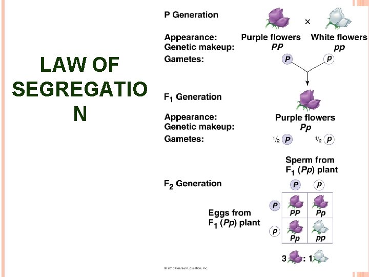 LAW OF SEGREGATIO N 