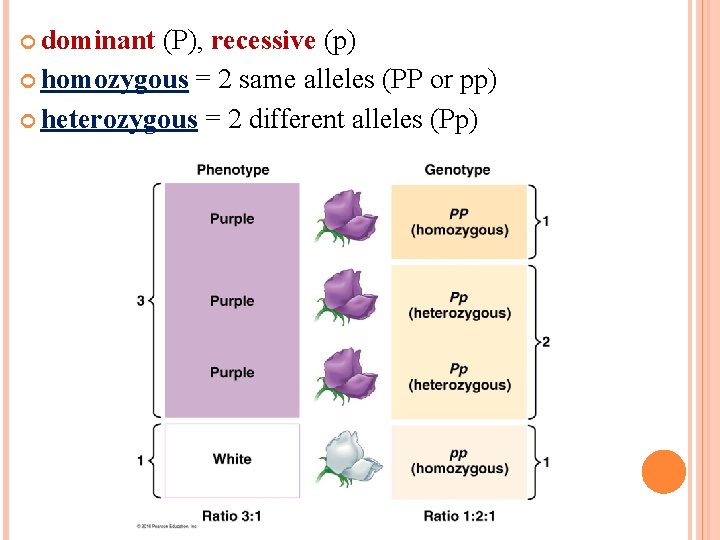  dominant (P), recessive (p) homozygous = 2 same alleles (PP or pp) heterozygous