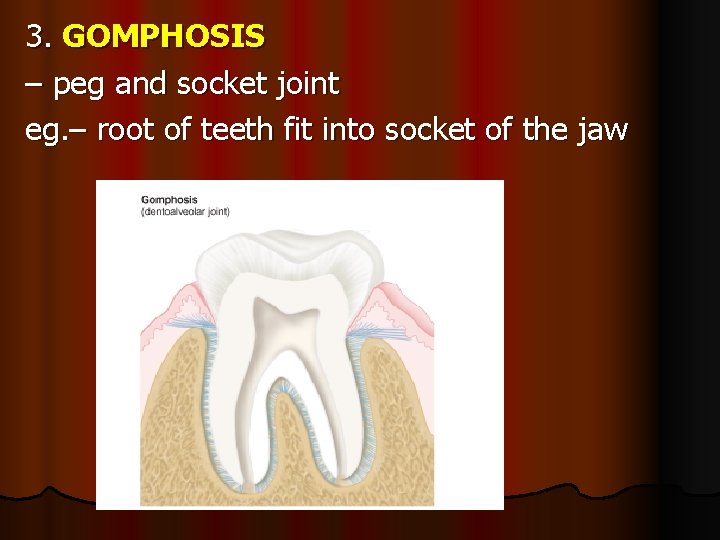3. GOMPHOSIS – peg and socket joint eg. – root of teeth fit into