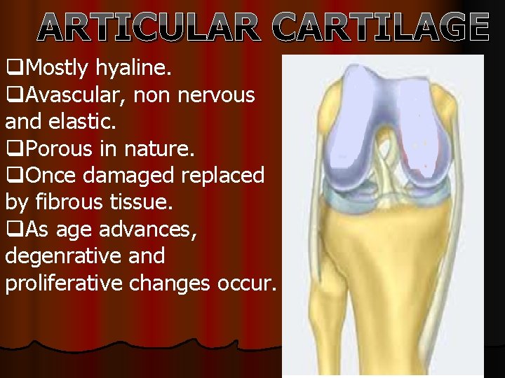 ARTICULAR CARTILAGE q. Mostly hyaline. q. Avascular, non nervous and elastic. q. Porous in
