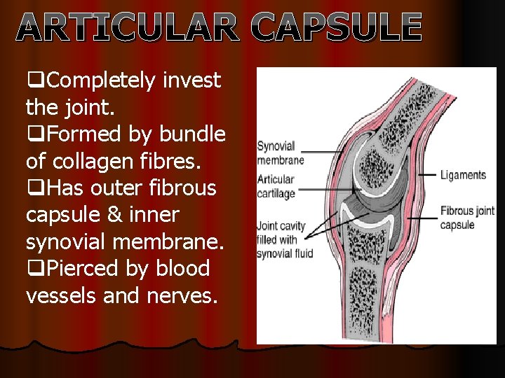 ARTICULAR CAPSULE q. Completely invest the joint. q. Formed by bundle of collagen fibres.