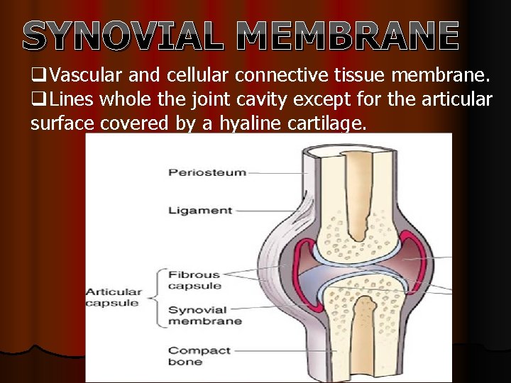 SYNOVIAL MEMBRANE q. Vascular and cellular connective tissue membrane. q. Lines whole the joint