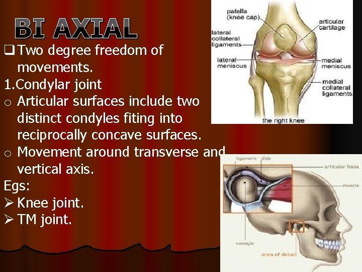 BI AXIAL q Two degree freedom of movements. 1. Condylar joint o Articular surfaces