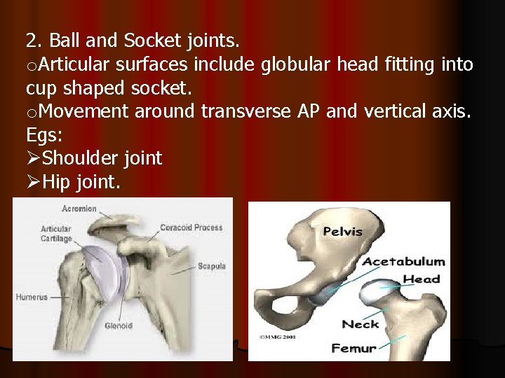 2. Ball and Socket joints. o. Articular surfaces include globular head fitting into cup