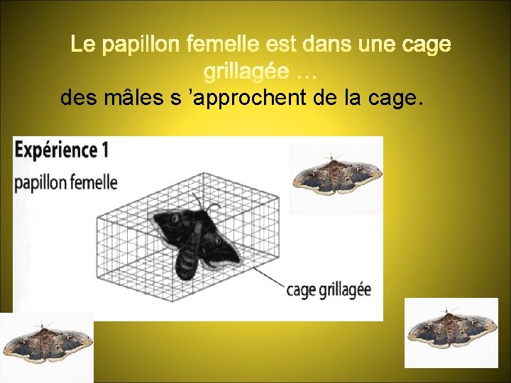 des mâles s ’approchent de la cage. 