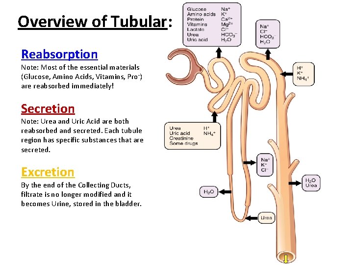 Overview of Tubular: Reabsorption Note: Most of the essential materials (Glucose, Amino Acids, Vitamins,