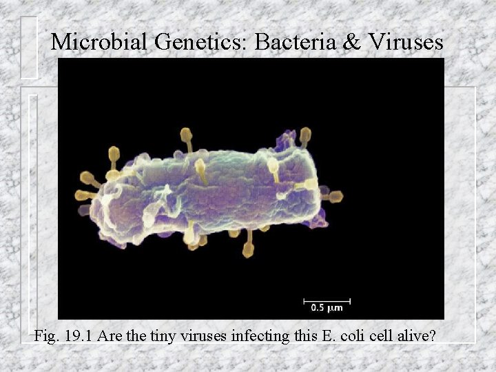 Microbial Genetics: Bacteria & Viruses Fig. 19. 1 Are the tiny viruses infecting this