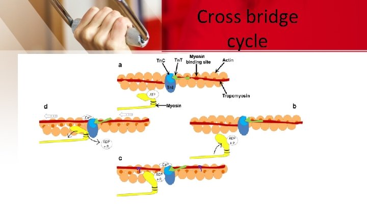 Cross bridge cycle 