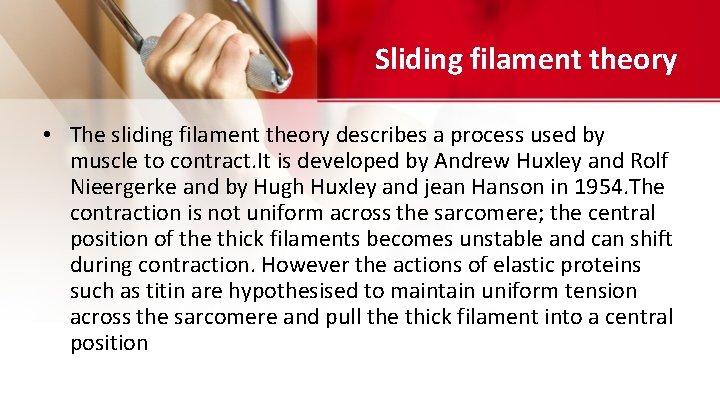 Sliding filament theory • The sliding filament theory describes a process used by muscle