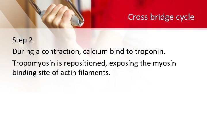 Cross bridge cycle Step 2: During a contraction, calcium bind to troponin. Tropomyosin is