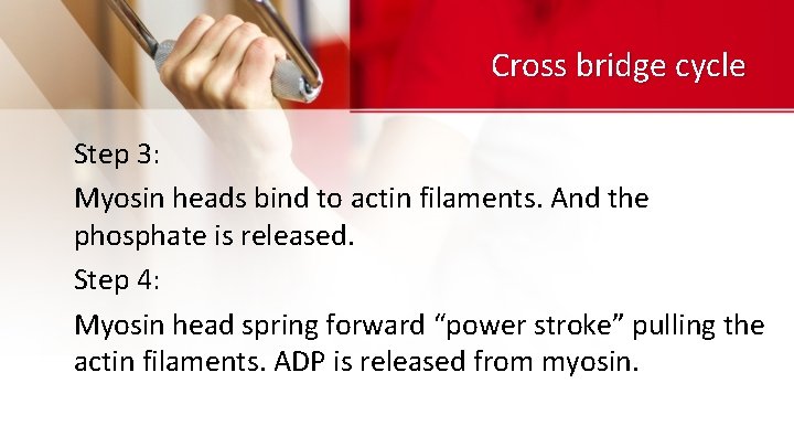 Cross bridge cycle Step 3: Myosin heads bind to actin filaments. And the phosphate