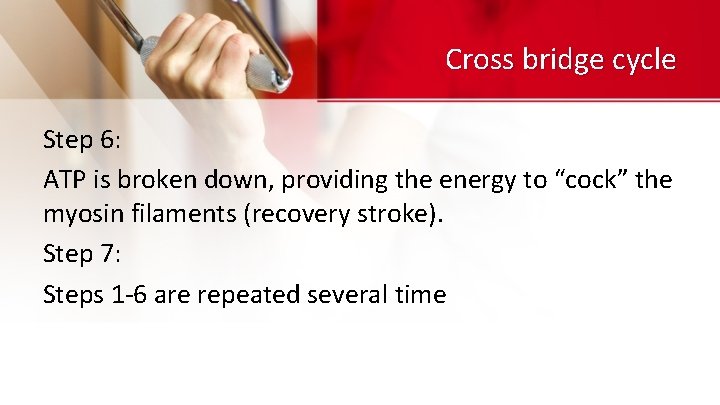 Cross bridge cycle Step 6: ATP is broken down, providing the energy to “cock”