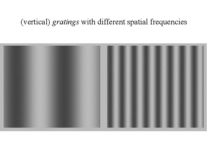 (vertical) gratings with different spatial frequencies 