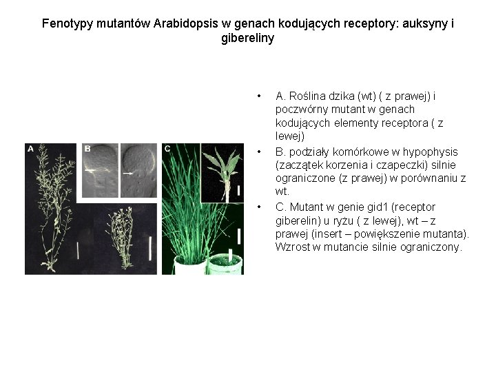 Fenotypy mutantów Arabidopsis w genach kodujących receptory: auksyny i gibereliny • • • A.