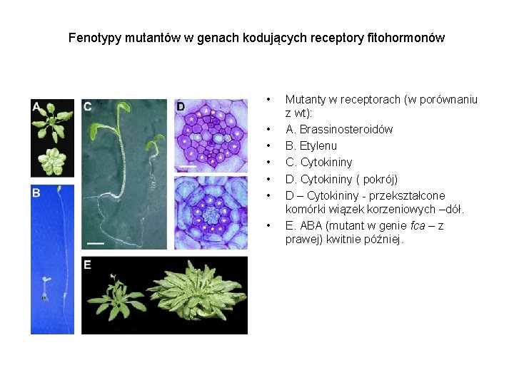 Fenotypy mutantów w genach kodujących receptory fitohormonów • • Mutanty w receptorach (w porównaniu