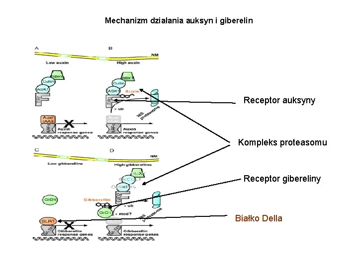 Mechanizm działania auksyn i giberelin Receptor auksyny Kompleks proteasomu Receptor gibereliny Białko Della 