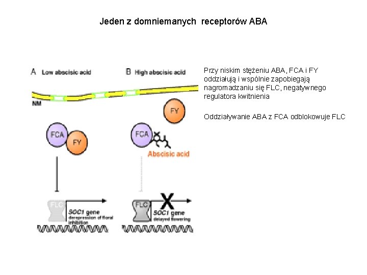 Jeden z domniemanych receptorów ABA • Przy niskim stężeniu ABA, FCA i FY oddziałują