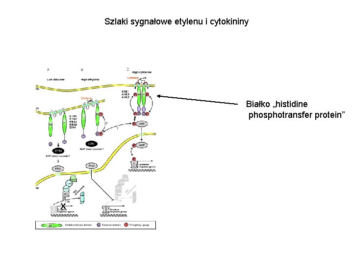 Szlaki sygnałowe etylenu i cytokininy Białko „histidine phosphotransfer protein” 