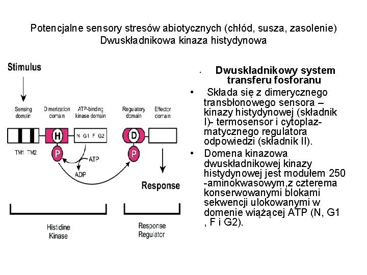 Potencjalne sensory stresów abiotycznych (chłód, susza, zasolenie) Dwuskładnikowa kinaza histydynowa Dwuskładnikowy system transferu fosforanu