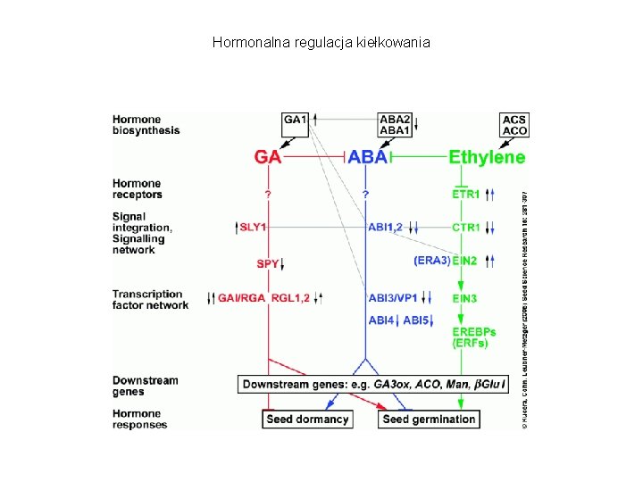 Hormonalna regulacja kiełkowania 