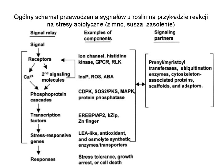 Ogólny schemat przewodzenia sygnałów u roślin na przykładzie reakcji na stresy abiotyczne (zimno, susza,