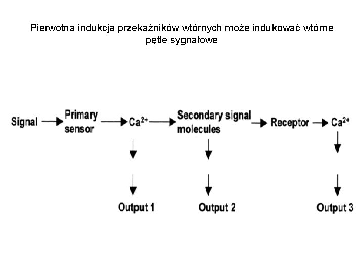 Pierwotna indukcja przekaźników wtórnych może indukować wtórne pętle sygnałowe 