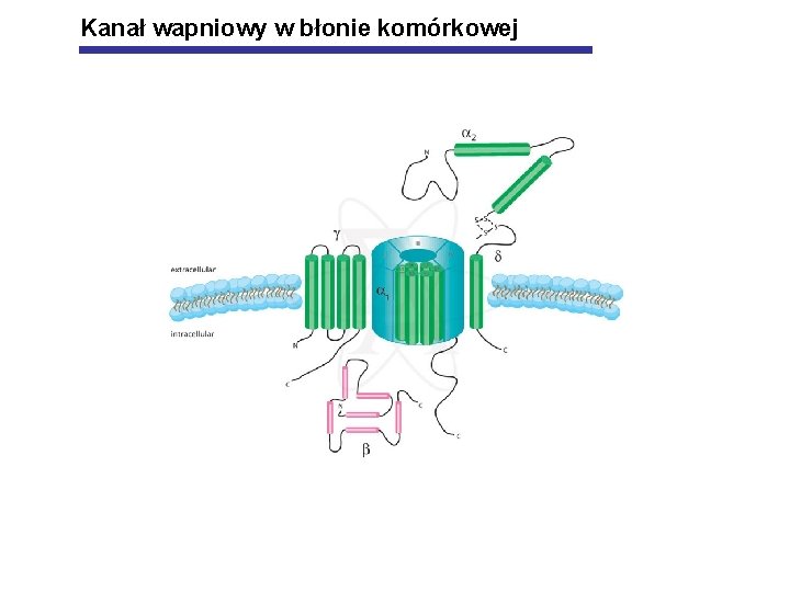 Kanał wapniowy w błonie komórkowej 