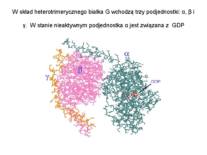 W skład heterotrimerycznego białka G wchodzą trzy podjednostki: α, β i γ. W stanie