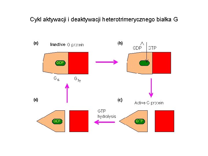 Cykl aktywacji i deaktywacji heterotrimerycznego białka G 