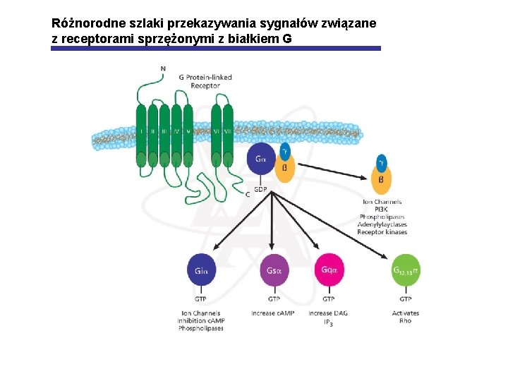 Różnorodne szlaki przekazywania sygnałów związane z receptorami sprzężonymi z białkiem G 