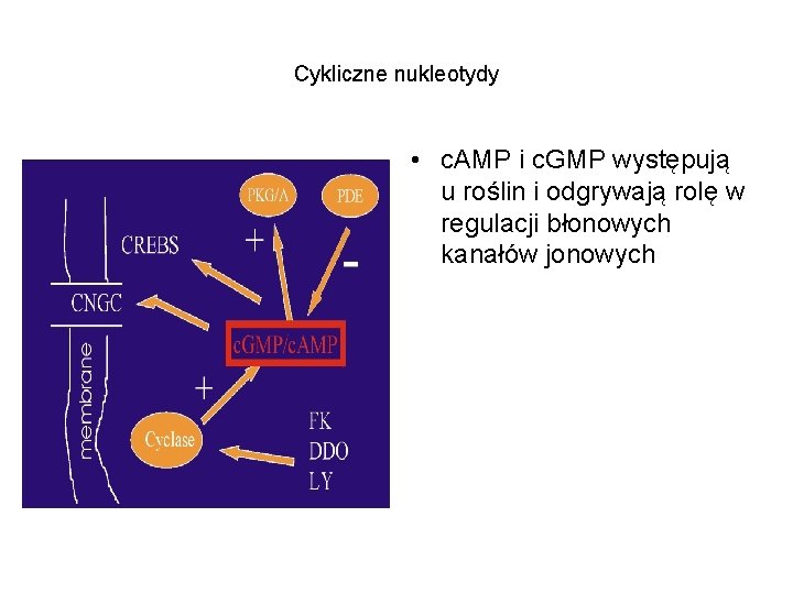 Cykliczne nukleotydy • c. AMP i c. GMP występują u roślin i odgrywają rolę