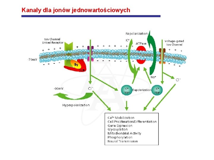 Kanały dla jonów jednowartościowych 