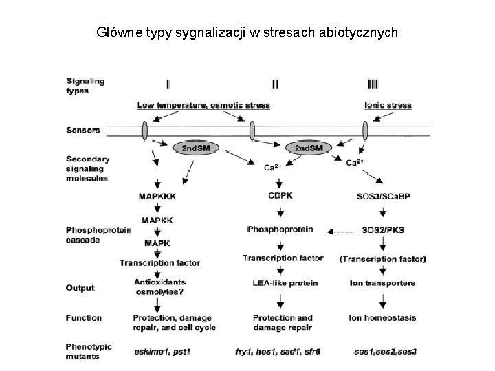 Główne typy sygnalizacji w stresach abiotycznych 