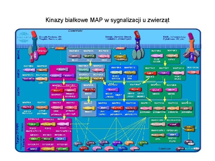 Kinazy białkowe MAP w sygnalizacji u zwierząt 