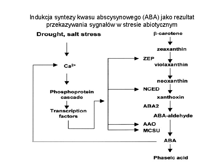 Indukcja syntezy kwasu abscysynowego (ABA) jako rezultat przekazywania sygnałów w stresie abiotycznym 