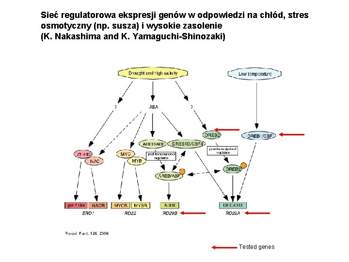 Sieć regulatorowa ekspresji genów w odpowiedzi na chłód, stres osmotyczny (np. susza) i wysokie