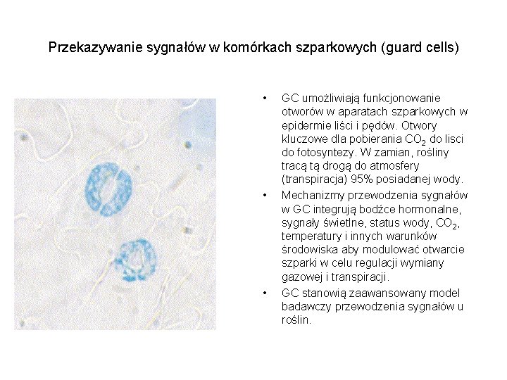 Przekazywanie sygnałów w komórkach szparkowych (guard cells) • • • GC umożliwiają funkcjonowanie otworów