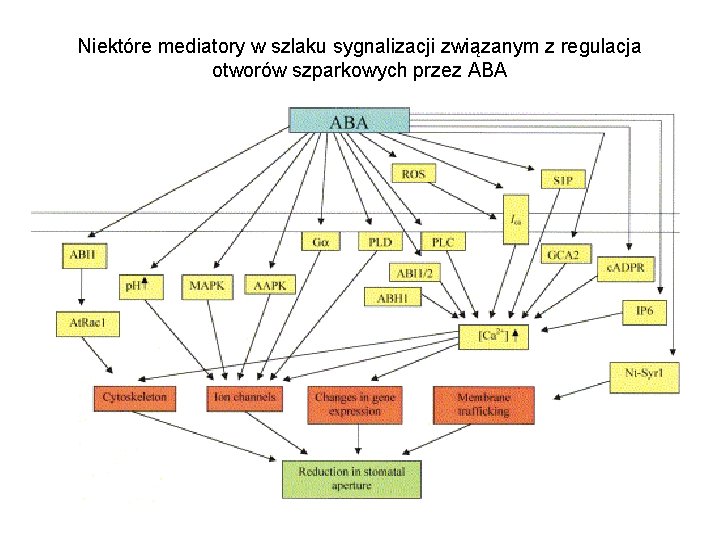 Niektóre mediatory w szlaku sygnalizacji związanym z regulacja otworów szparkowych przez ABA Niektóre mediatory w szlaku sygnalizacji związanym z regulacja otworów szparkowych przez ABA