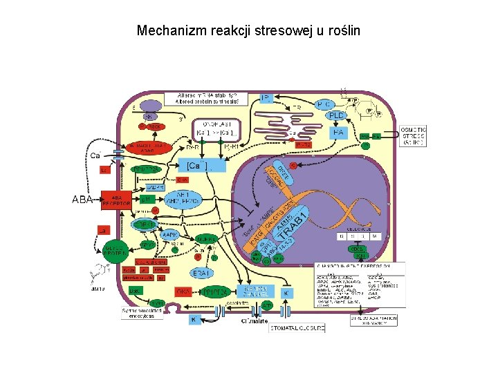 Mechanizm reakcji stresowej u roślin 