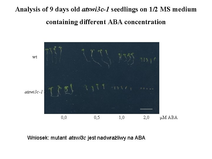 Analysis of 9 days old atswi 3 c-1 seedlings on 1/2 MS medium containing