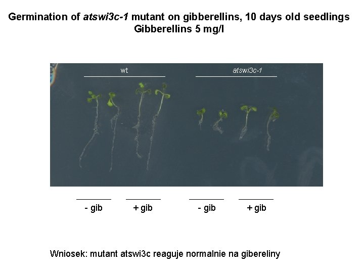 Germination of atswi 3 c-1 mutant on gibberellins, 10 days old seedlings Gibberellins 5