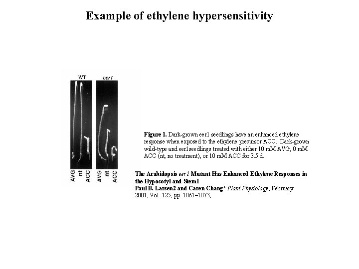 Example of ethylene hypersensitivity 5 mm Figure 1. Dark-grown eer 1 seedlings have an