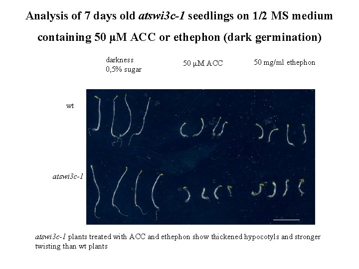 Analysis of 7 days old atswi 3 c-1 seedlings on 1/2 MS medium containing